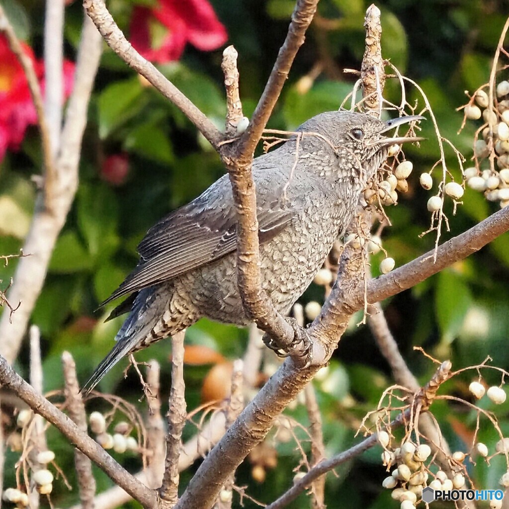 イソヒヨドリさん