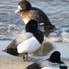 スズガモ  か　コスズガモ　 　
