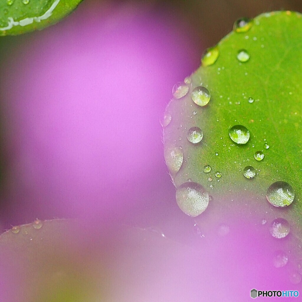 雨上がりのカタバミ