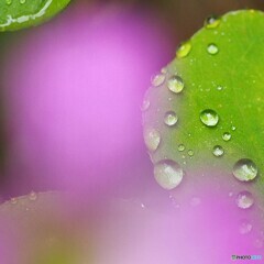雨上がりのカタバミ
