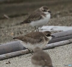 メダイチドリ ①