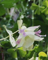 にわか雨の後 ①オレガノ♪