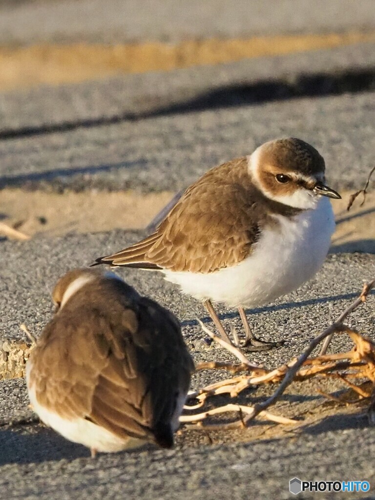 シロチドリ