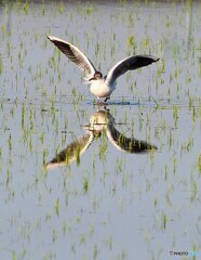 稲田に夏羽のユリカモメ