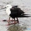 パパのお腹の中には､雛が3羽