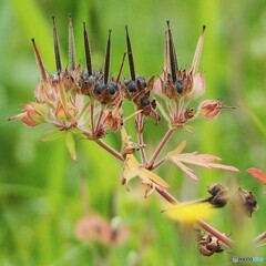 アメリカフウロの花後