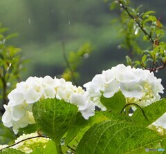 紫陽花 ②