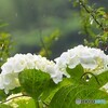 紫陽花 ②
