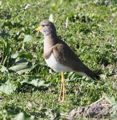 春の野にケリ