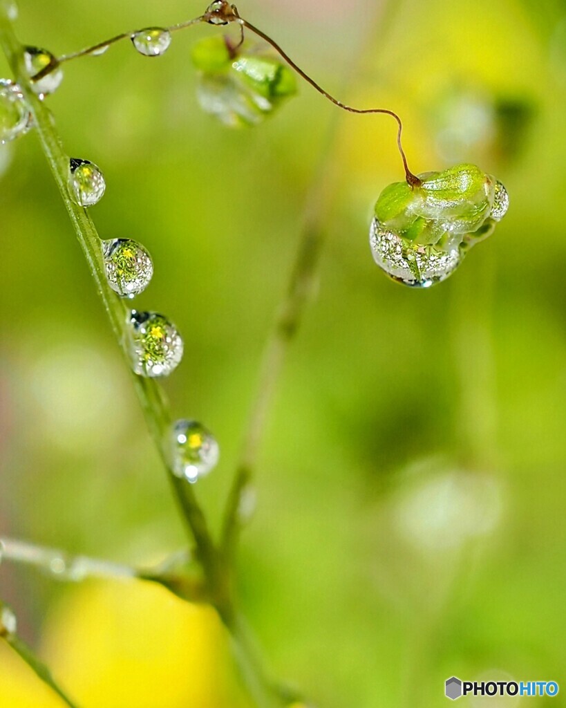 雨上がり ②ヒメコバンソウ､黄色いお花はタガラシです。
