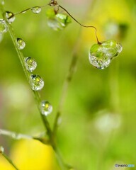 雨上がり ②ヒメコバンソウ､黄色いお花はタガラシです。