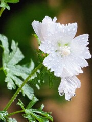 にわか雨の後 ②ジャコウアオイ
