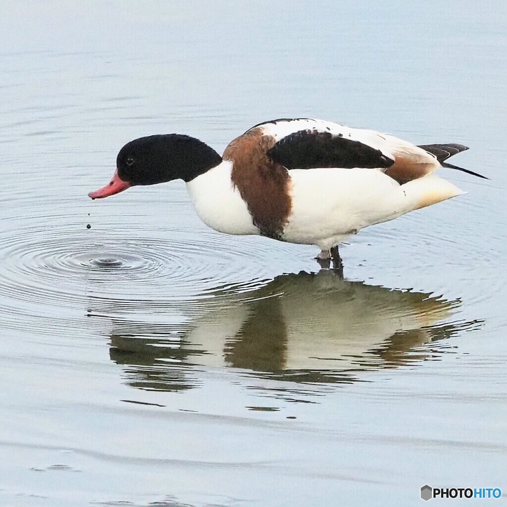 ツクシガモさん ①