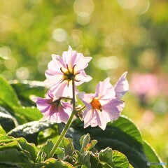 ジャガイモの花かなぁ