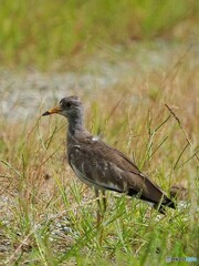 ケリの若鳥 ♪