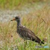 ケリの若鳥 ♪