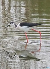水辺のバレリーナ