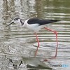 水辺のバレリーナ