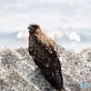 トビさん暑くて口をパクパク