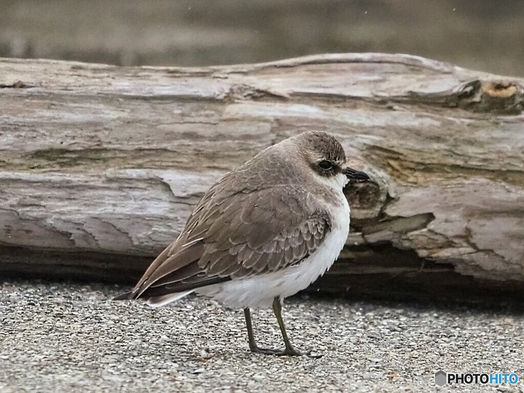 メダイチドリ ②