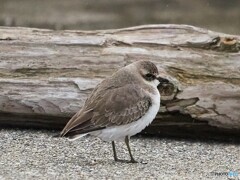 メダイチドリ ②