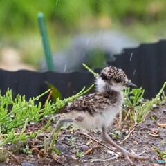 雨の中､ケリの雛 走る