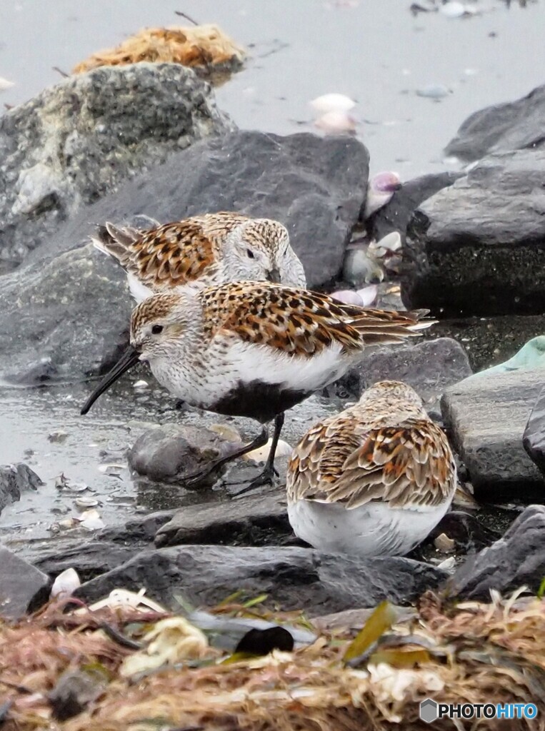 雨でも野鳥に会いたくて①ハマシギ