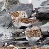 雨でも野鳥に会いたくて①ハマシギ
