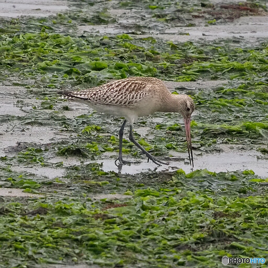 オオソリハシシギ
