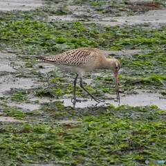 オオソリハシシギ