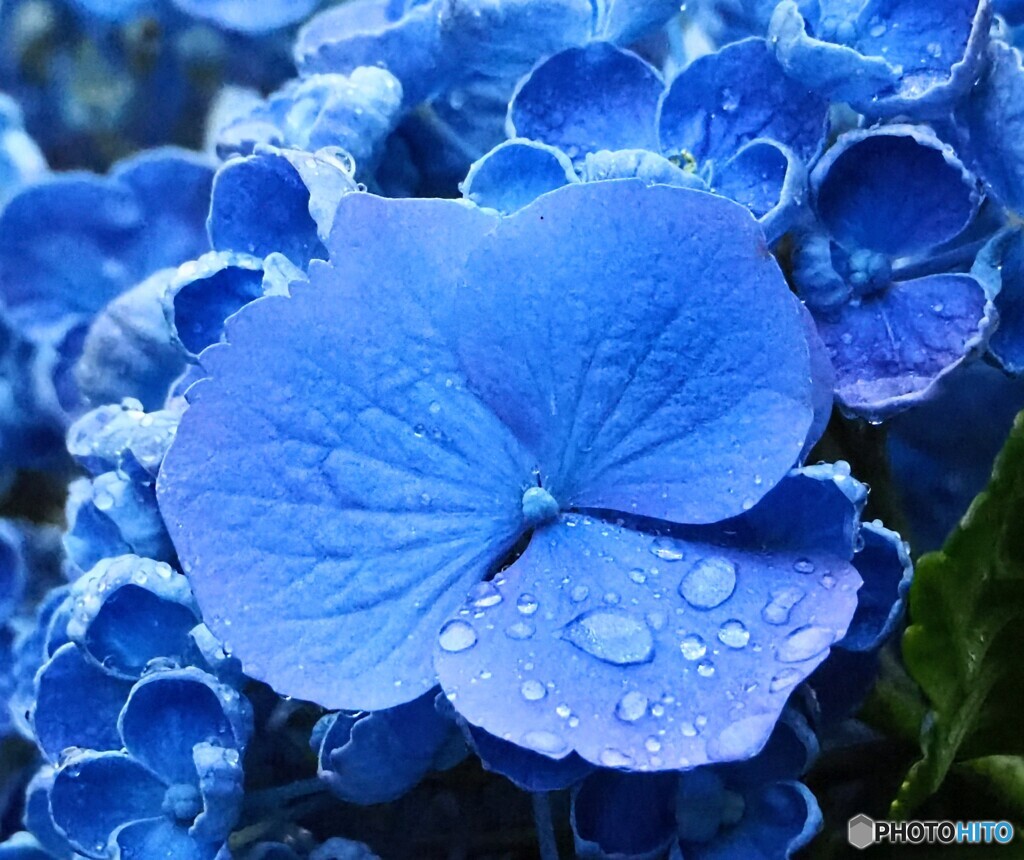 紫陽花 ③