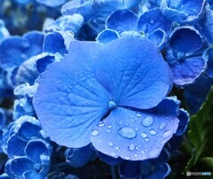 紫陽花 ③