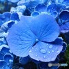紫陽花 ③