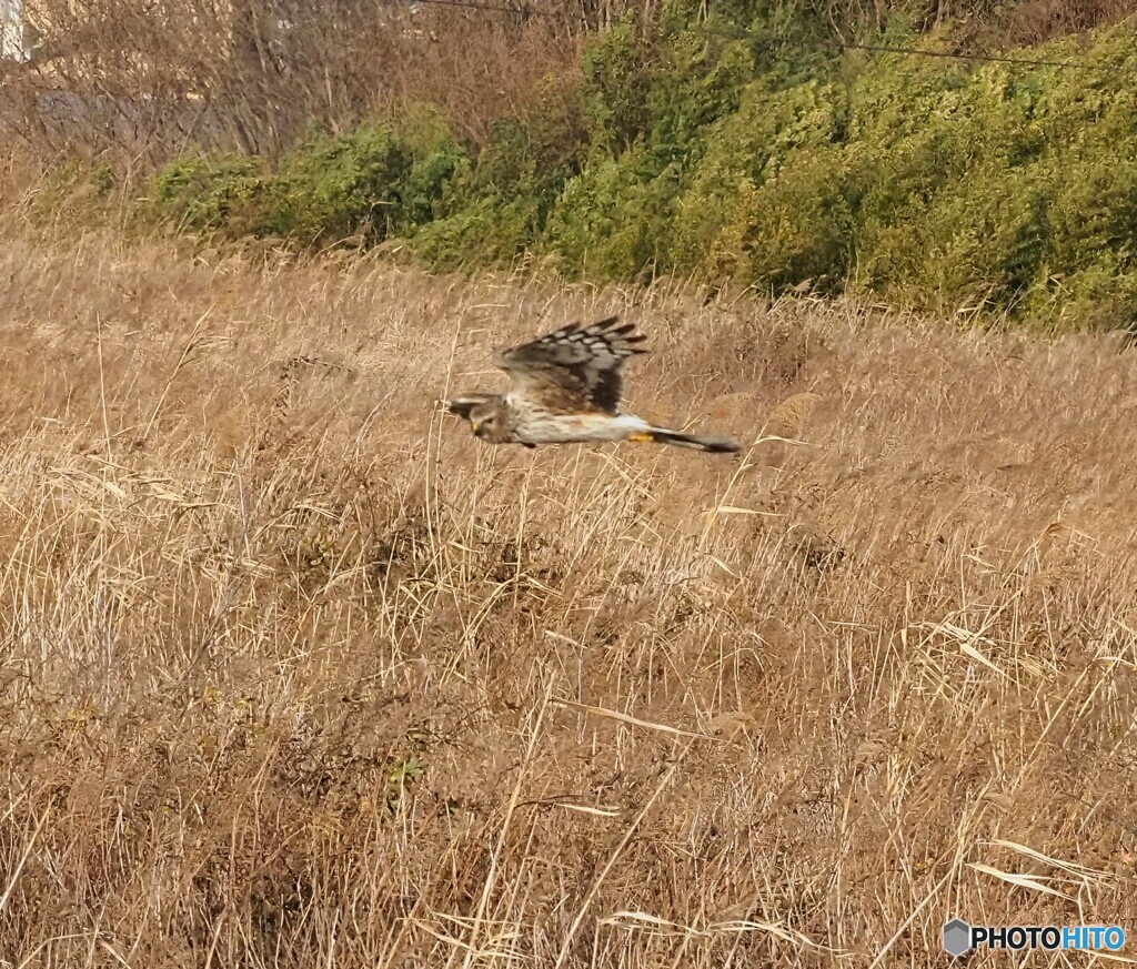 チュウヒさん ①