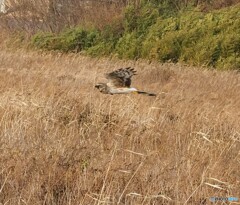チュウヒさん ①