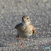 ピーチクパーチクひばりの子♪②