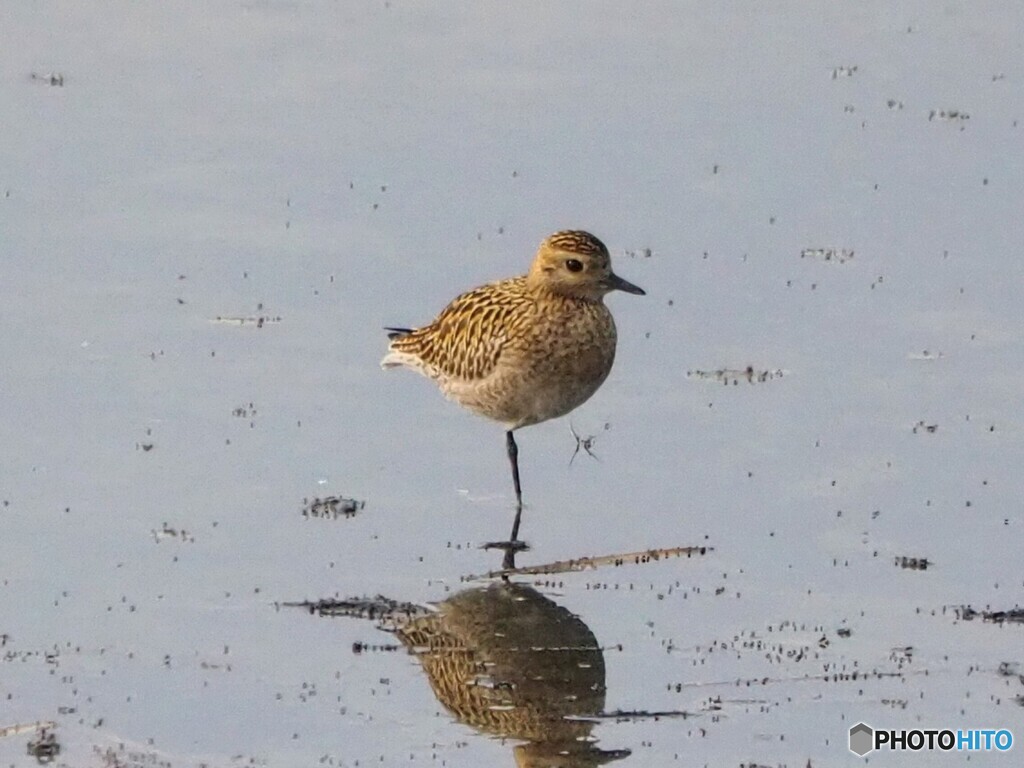 ムナグロ ②