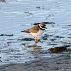 ハジロコチドリさん