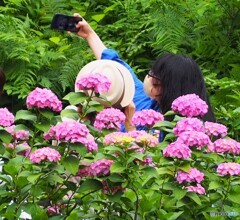 紫陽花 ②