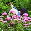 紫陽花 ②