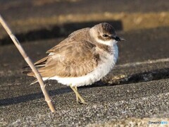 メダイチドリさん？