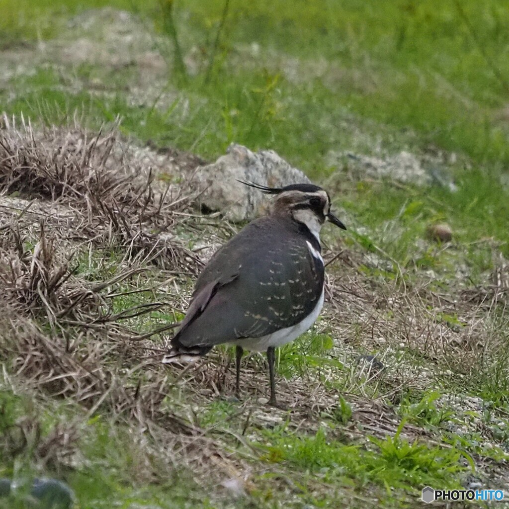 お帰り タゲリさん