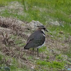 お帰り タゲリさん