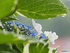 紫陽花 ①