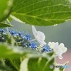 紫陽花 ①