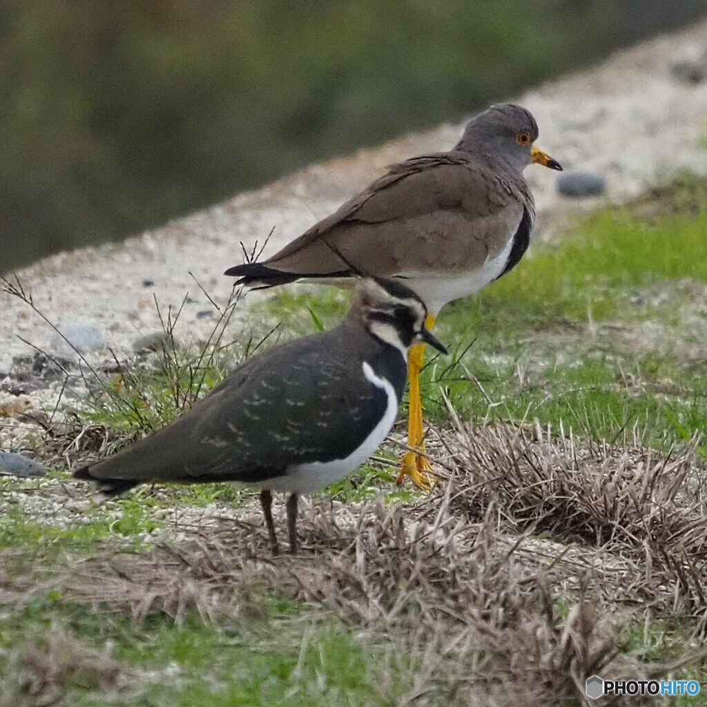 タゲリ と ケリ