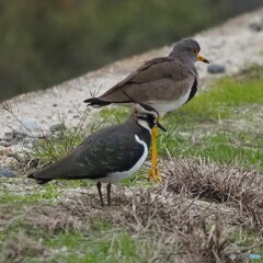 タゲリ と ケリ