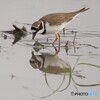 コチドリ