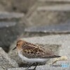 トウネン ②