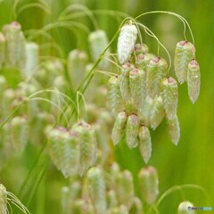 路傍の花 ①コバンソウ